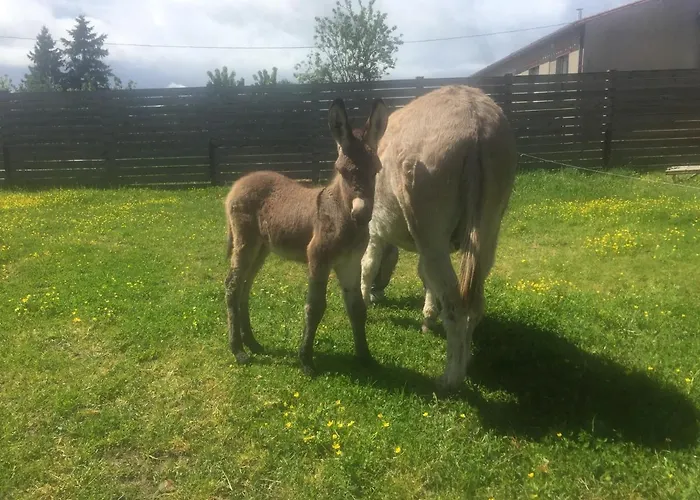 De La Ferme Aux Anesses, Mobil Myrtille * Bressuire